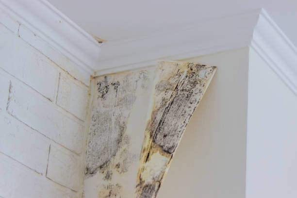 Best Mold Prevention Services  in Pacific Grove, CA